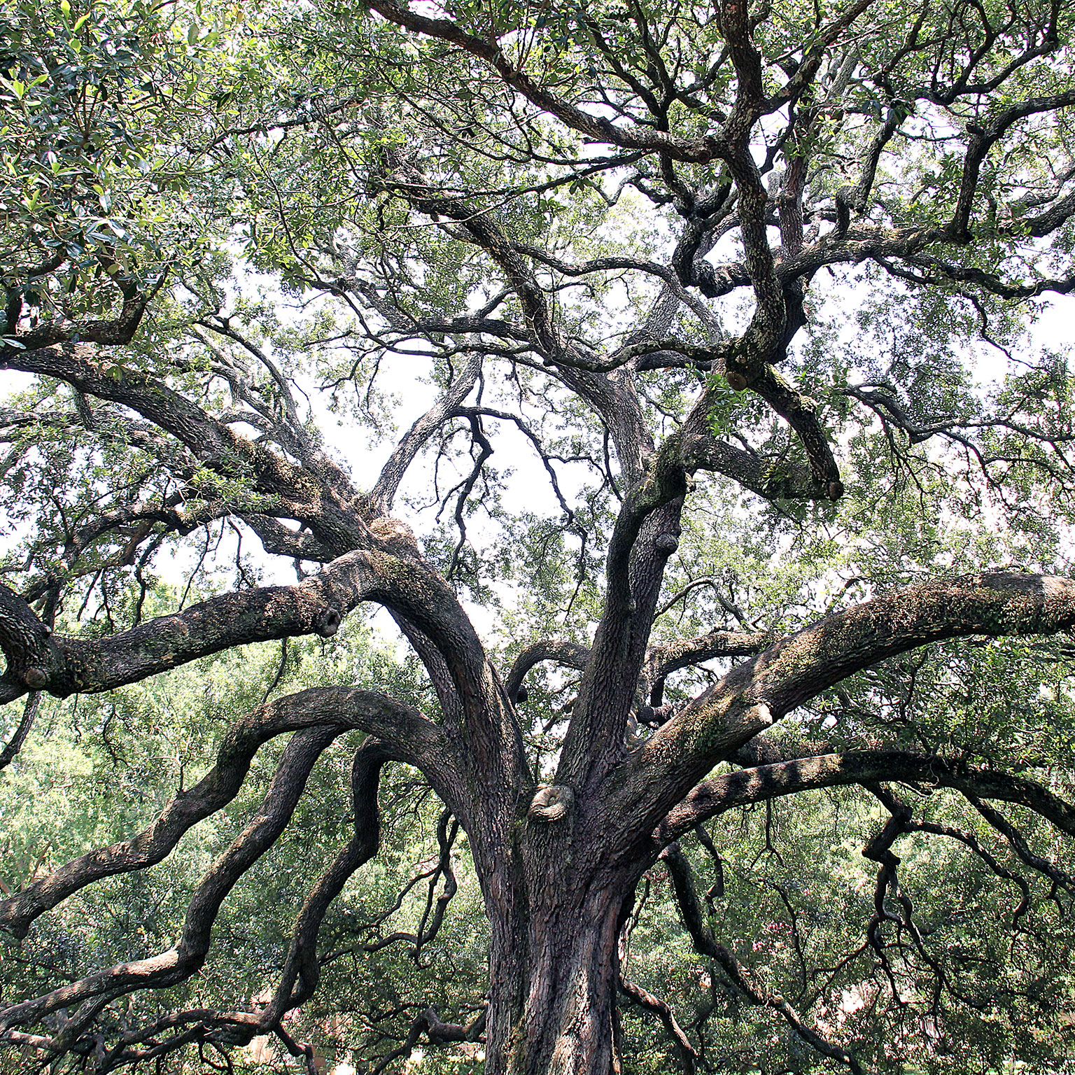 A tree with a spread-out branch structure